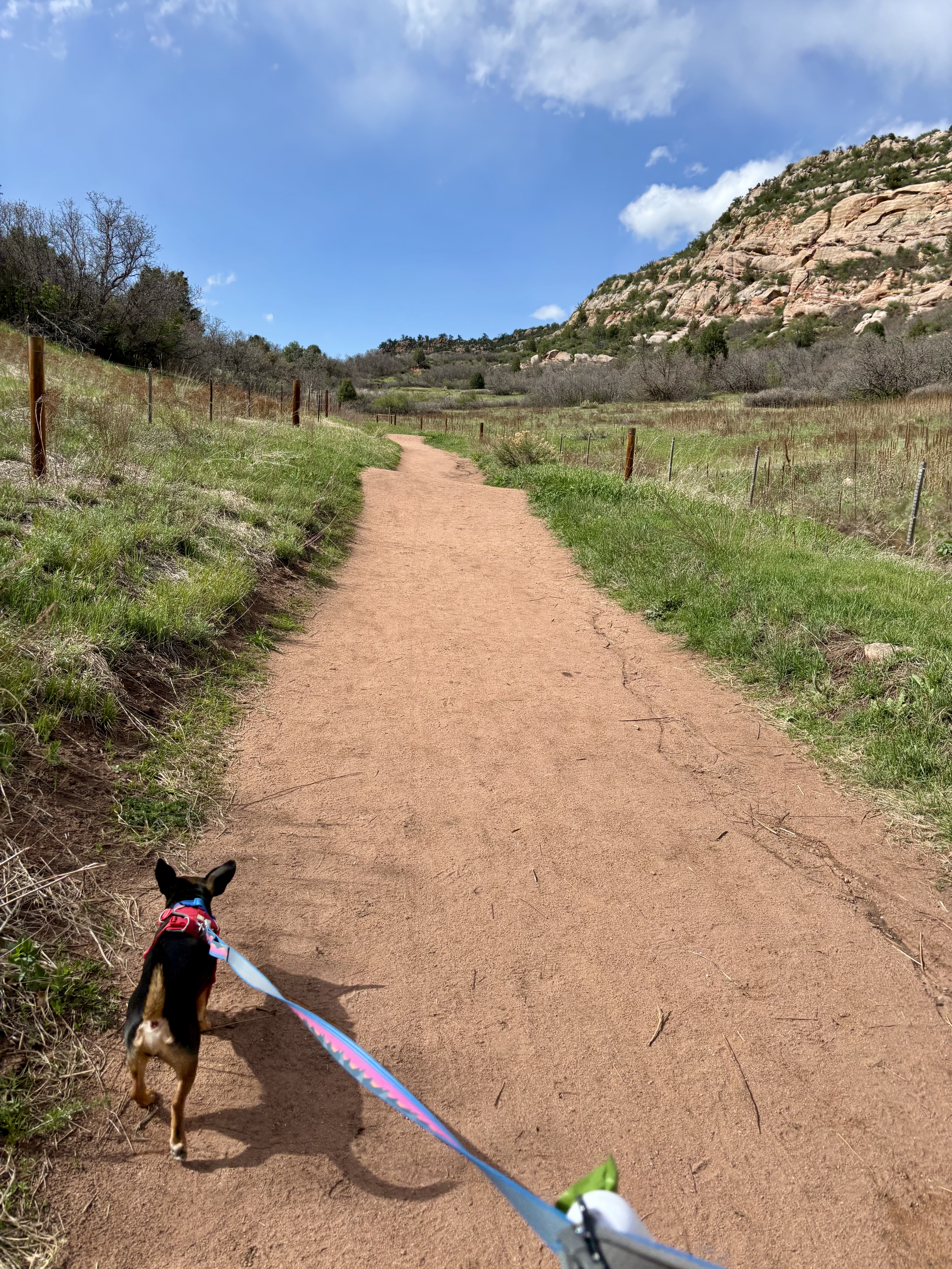 He’s a Mountain Dog